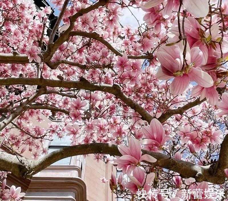 玉兰|家门口种棵“吉祥花”,满树都开花,还有“镇宅”好兆头