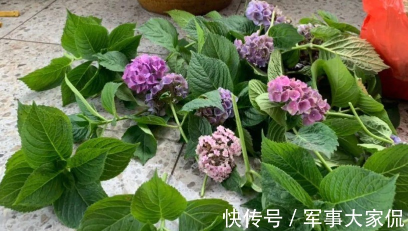绣球|养绣球花，别忘记1件事，做迟了或不干，花败后植株很难复花