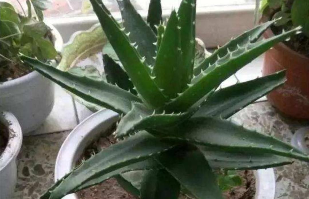 害虫|夏天养花，花盆里小虫子多，6种除虫“小技巧”，一学就会