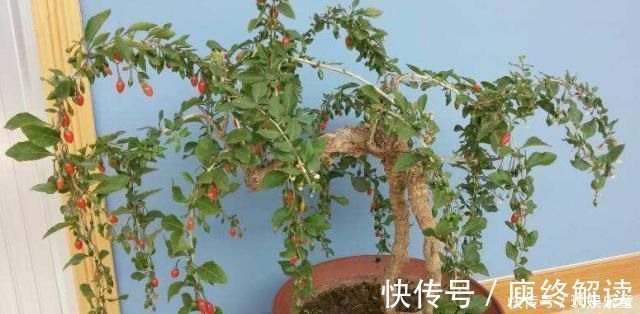 平凡|这“3种树”平凡不起眼,做成盆景贵气十足,养上3年,价格翻几倍