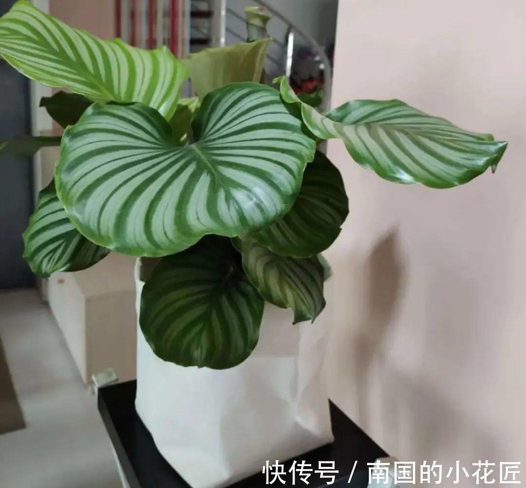 叶片|夏天怕晒的花，赶紧搬到阴凉地儿，再晒成枯杆了