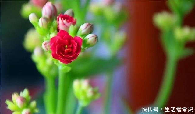 长寿花开花爆盆有秘诀,学会施肥就行了,砰砰开花全是花苞!