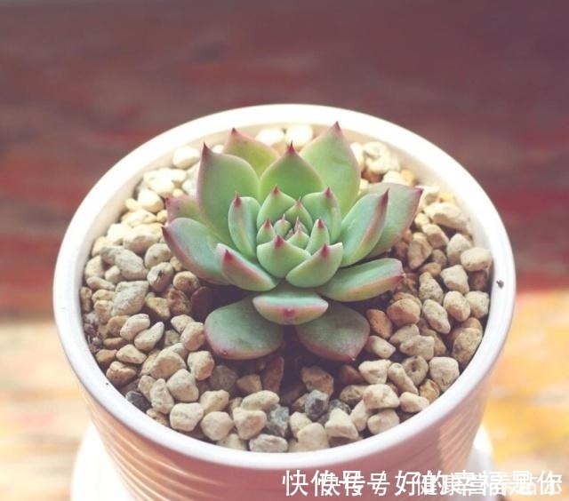 施肥|让多肉胖萌的小技巧,掌握好用处多!让多肉胖萌的小技巧,掌握好用处多!