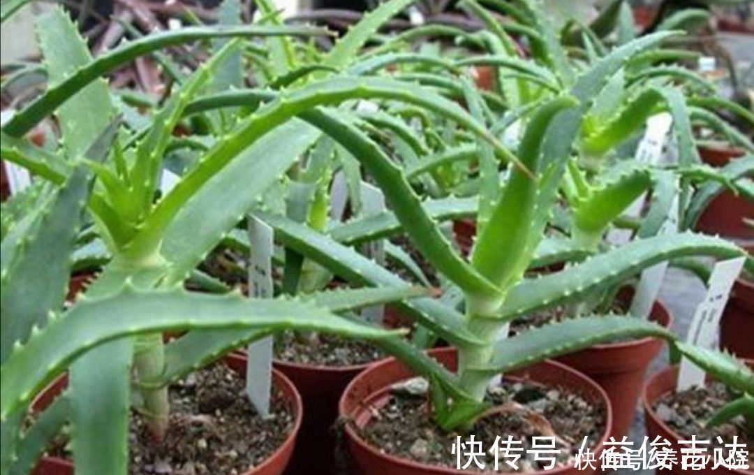 漂亮|8种漂亮的绿色植物,只观叶不看花,养在室内空气好