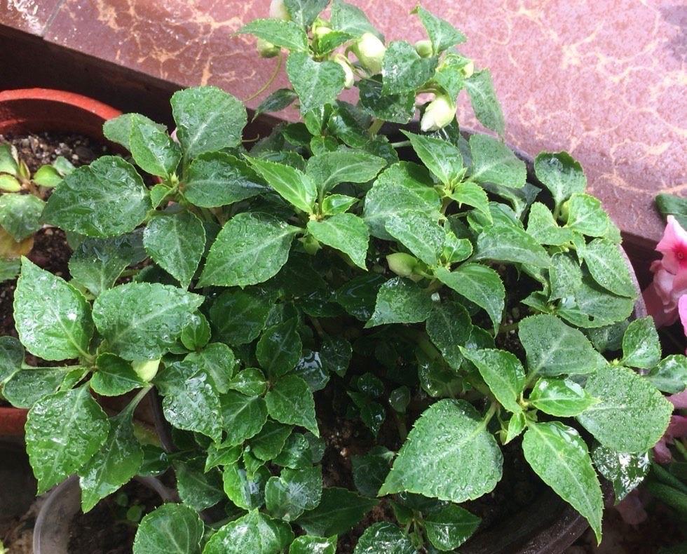 一种自带仙气的花,能扦插很好养,几点技巧让它长势好更多花