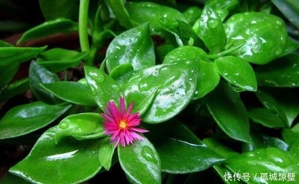 此花美过君子兰,只需一根枝条就能活,给点阳光就爆盆