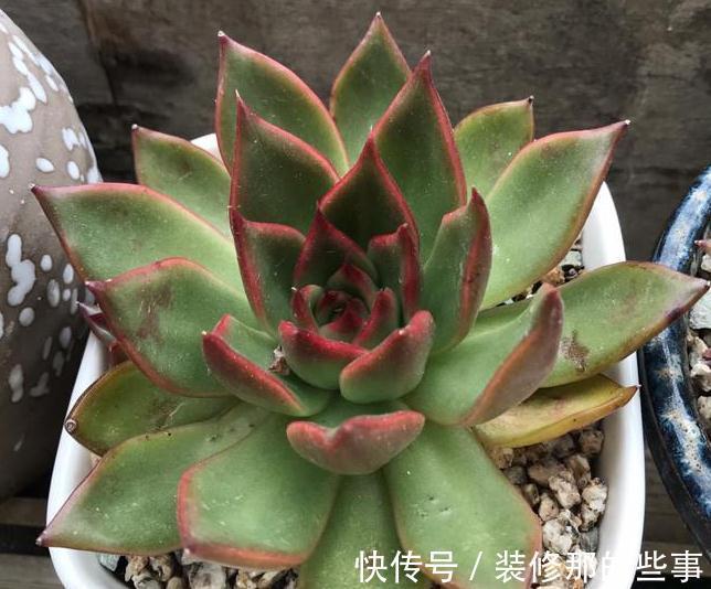 粉蚧虫,肉友最痛恨的虫子,多肉防虫要无时无刻