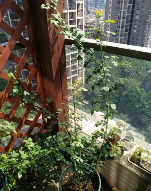 7种花冬天要“春化”，必须冻满1个月，不然落花落蕾不开花！