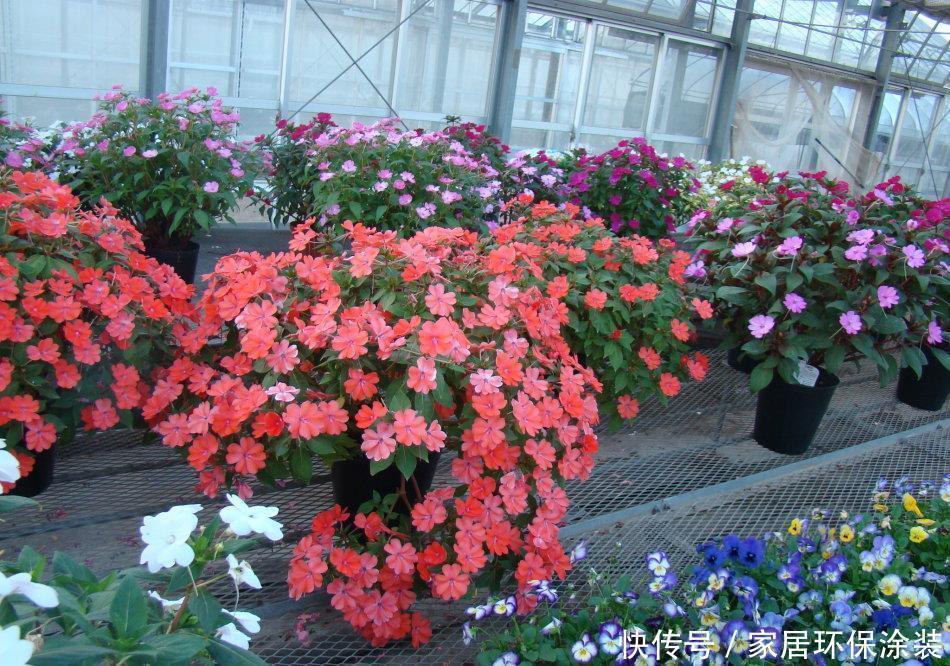 超耐热的盆栽花，花期达半年，盛夏花最美，观叶又赏花，值得拥有