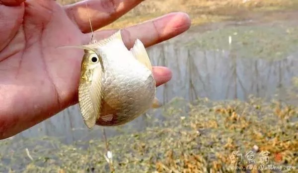 野钓选钓点是关键的一步，这样钓鲫鱼，越钓越爽，怎么钓都过瘾！