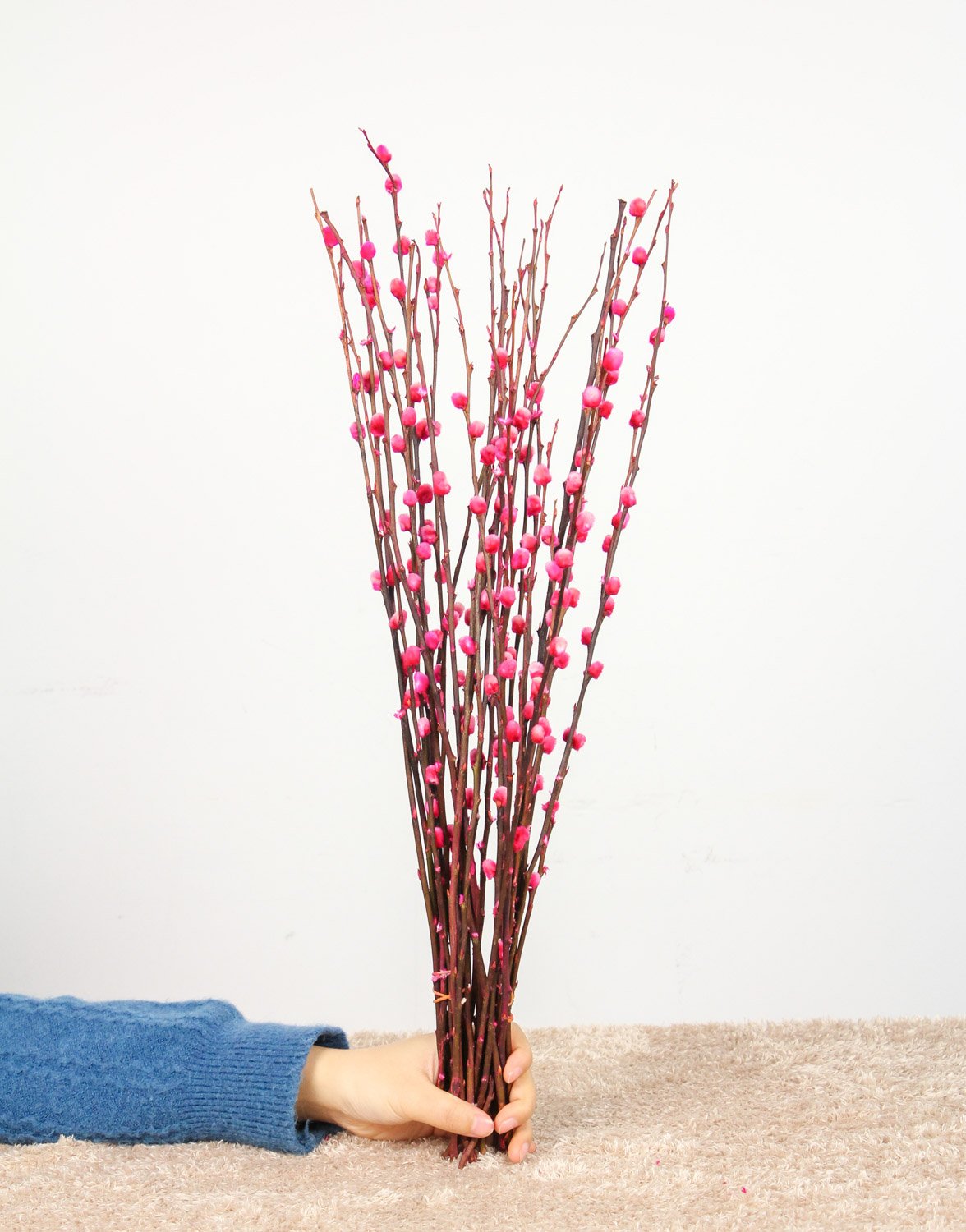 过年一定要养盆银柳，吉祥又喜庆，年味儿十足