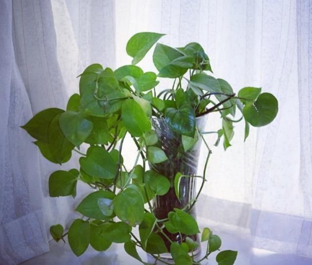 黄豆|这种“花肥”强过蚯蚓粪、黄豆水,用它来浇花,“肥效”常达两年