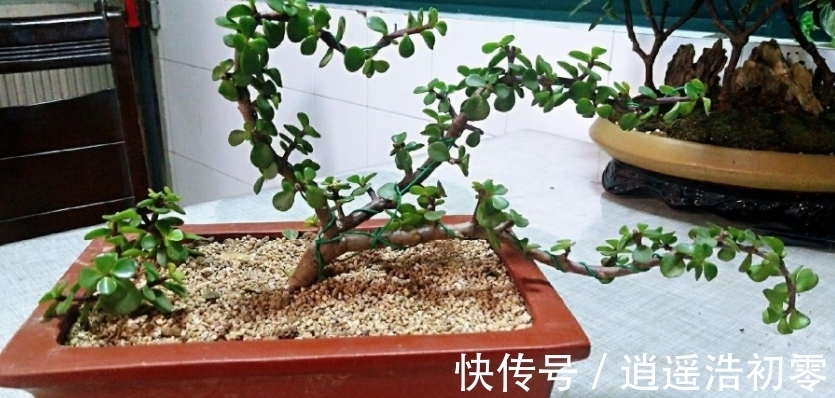 老桩|养金枝玉叶,按“这”方法盆栽,枝叶长得旺,极具观赏价值