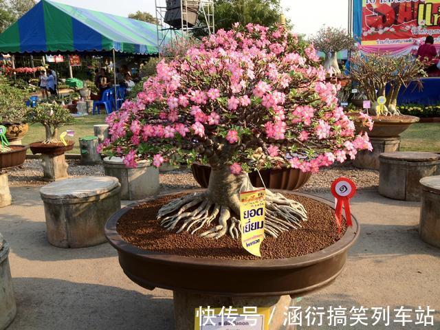 玉树|天气冷,六种花要“干养”,少水多晒才健壮,养成老桩更旺家