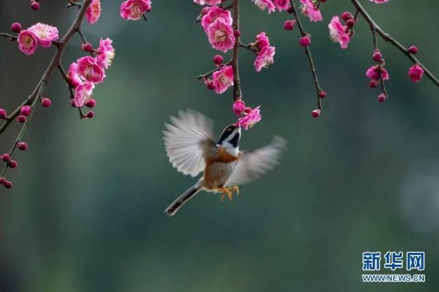 此时春正好