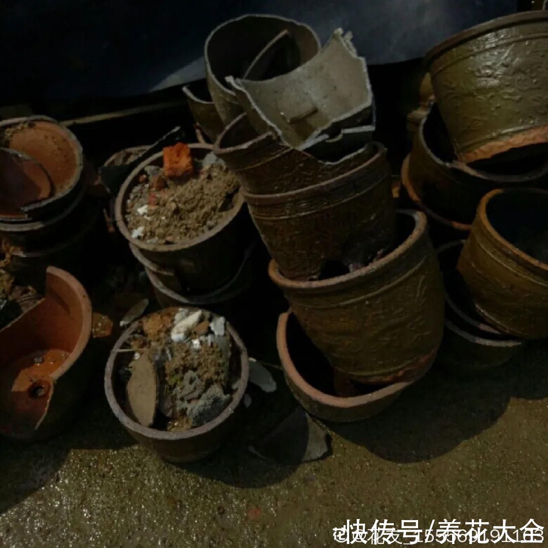 过完年，垃圾桶周围多了不少花，又要开始捡破烂儿了