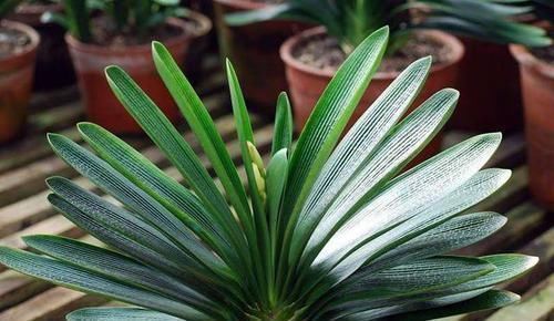 君子兰|君子兰也分公母?养10年也不开花,根源在这里