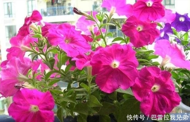 几款花卉，花大色艳胜玫瑰，花朵烂漫迷人，太美了