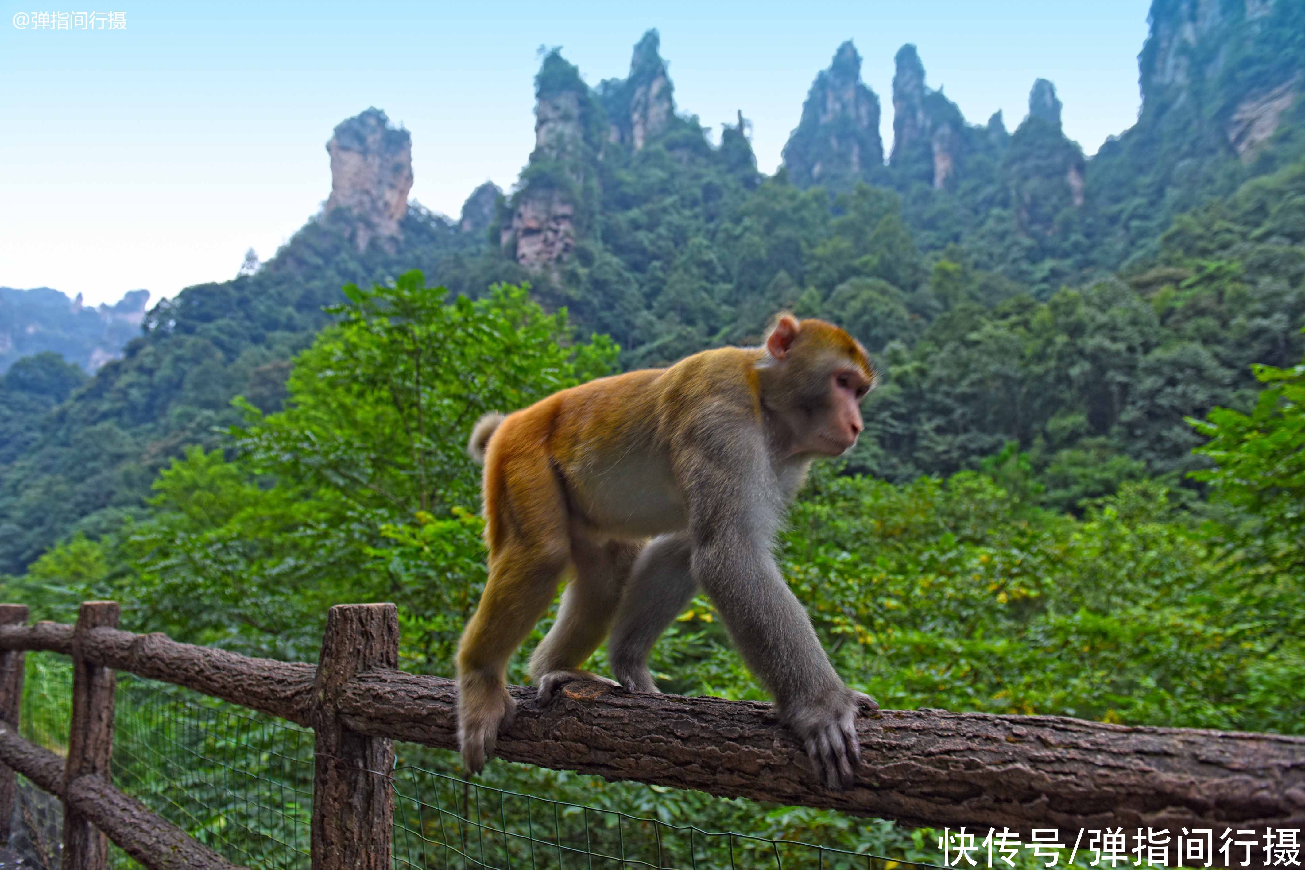 张家界|中国山水风光的典范，一个在广西，一个在湖南，深受外国游客喜爱