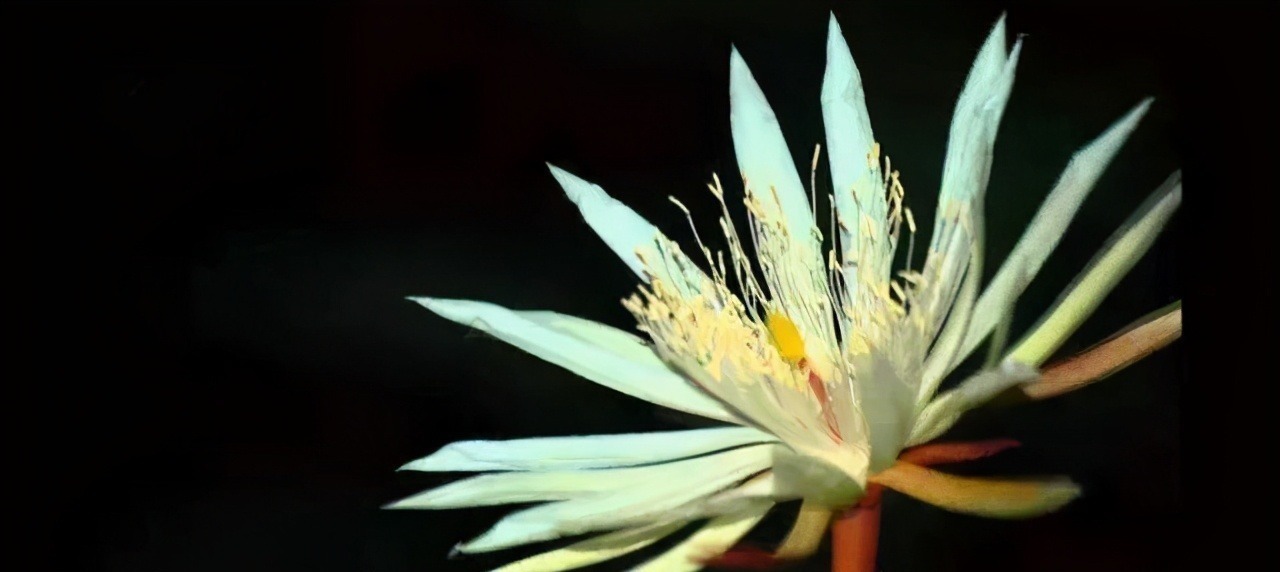 世界上最贵的6种花，植物界的“无价之花”，看看你认识几种