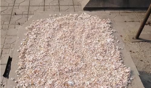 鸡蛋壳|拿到蛋壳别急着养花,按“这要求”处理,给植物施肥才不出问题