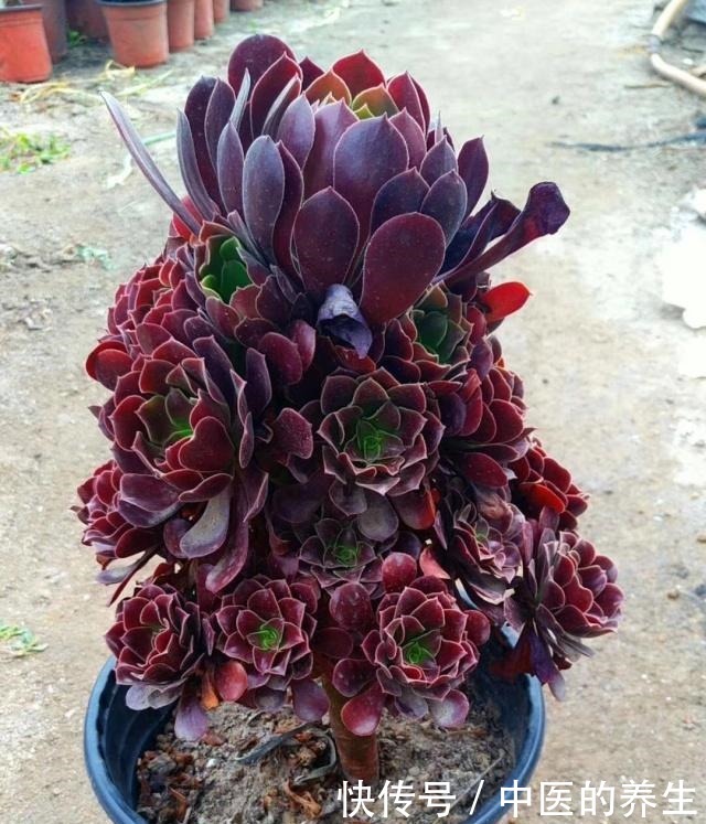 多肉法师紫羊绒越长造型越乱,叶片变色有斑点怎么回事浇水有关!