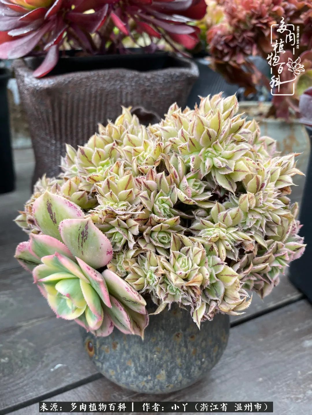 祖上无院家里无矿,一腔浪漫情怀付诸楼顶造花!