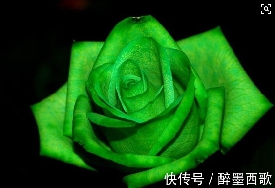 喜欢养花,不如养盆世界上最奇特的花:绿玫瑰,花色青碧美过翠玉