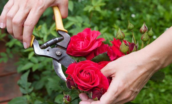 11种花一定不要再修剪，剪了影响开花，别大意