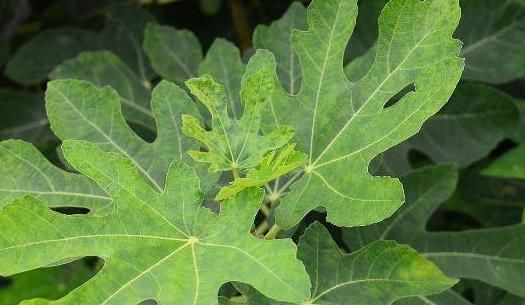  发病率|痔疮的天然“杀手”，每天用一点，止血消肿，告别有“痔”之士！