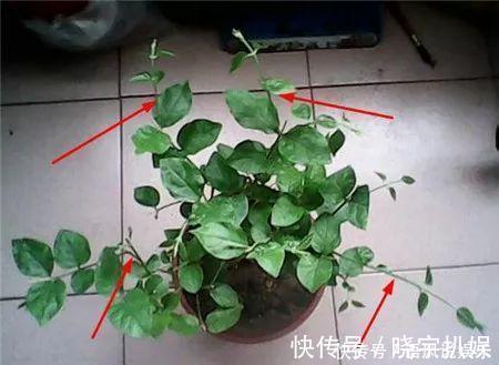 一个月|茉莉花这样养不爆盆都难,15年养花老手亲自传授4招,一个月爆盆