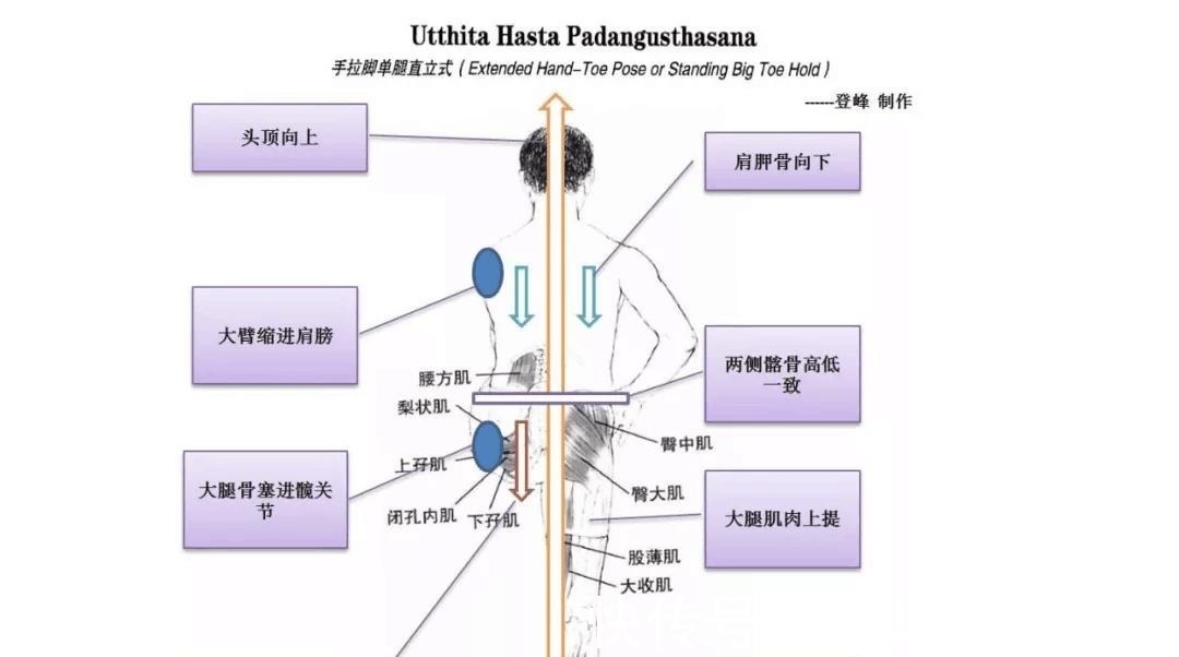 关节|瑜伽人须知的6个解剖学术语,附12个站立体式解剖图!