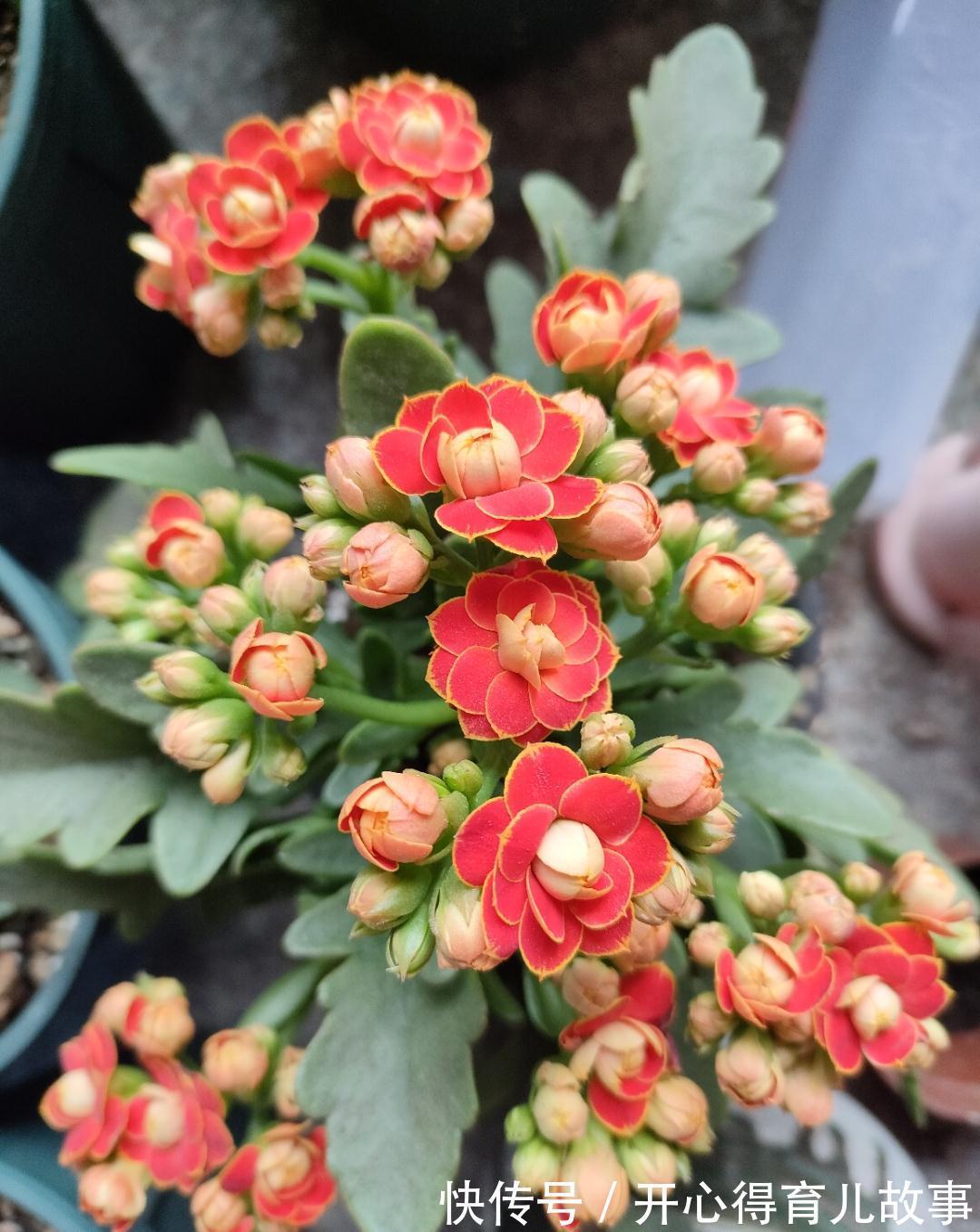 冬天|长寿花有4喜和3怕,冬天养护尤其要注意