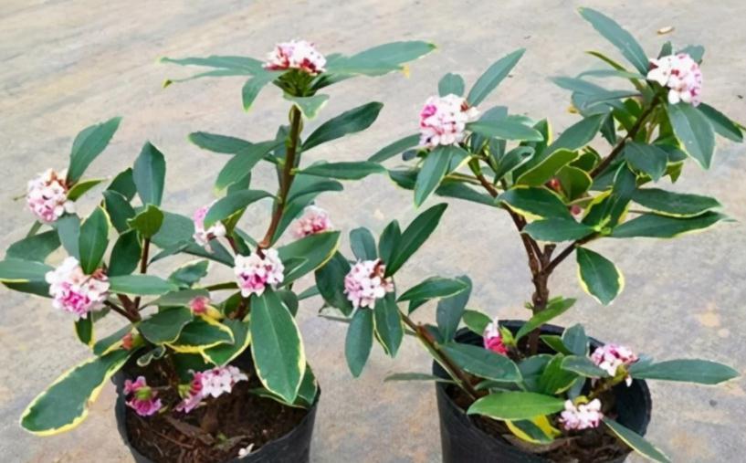 盆栽|这3种“香喷喷”的植物,值得居家盆栽,把控好细节长得旺