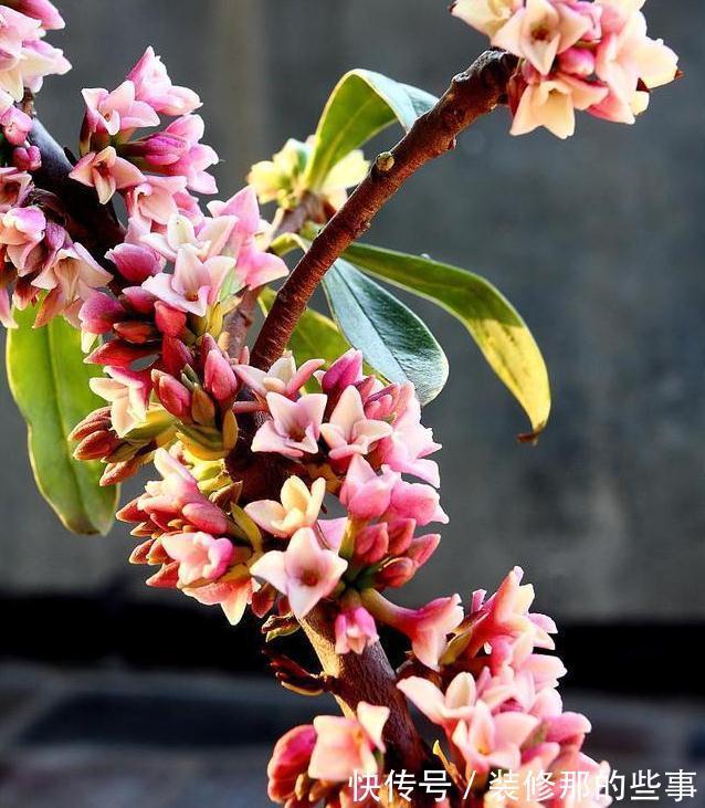 夏季养金边瑞香,这些事情不能耽误,不然萎蔫又烂根