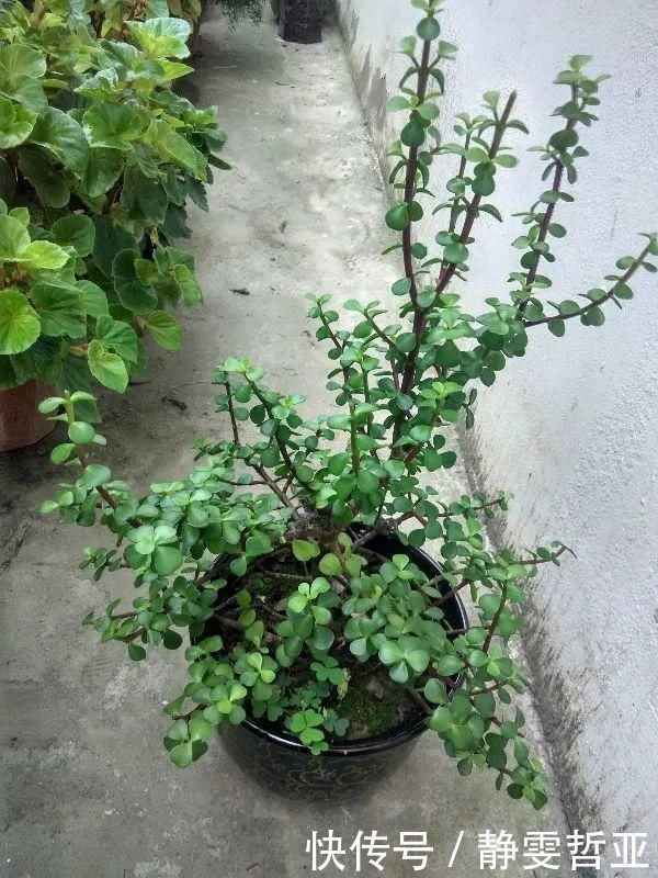 虎皮兰,红掌,吊兰养成老桩,变成大树,真壮观