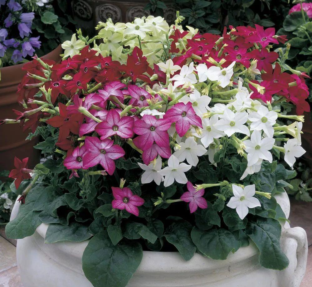 播种|7种“速生花”,现在丢土里,30天就长大,花香扑鼻真泼辣