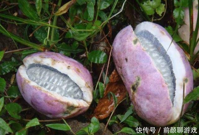 它是一种野果，农村人说很好吃，而城市人却不敢吃