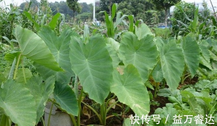 美容养颜|立秋后常吃此野菜,能清肠排毒,美容养颜,早知早受益