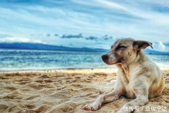 喂养|如何顺利给宠物狗喂口服药,掌握正确口服喂养技巧,狗狗不会抵抗