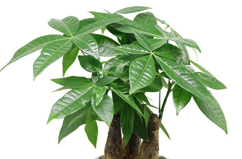 君子兰|六种盆栽，除甲醛、净化环境还招财，室内放一盆高端大气上档次