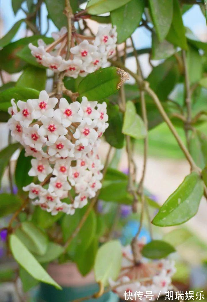 比绿萝还耐阴的花,养1盆能爬上房顶,开花比香水还香!