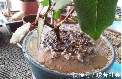 黄叶|养花常浇1种水,不用年年换盆,土壤松软,10年不黄叶!