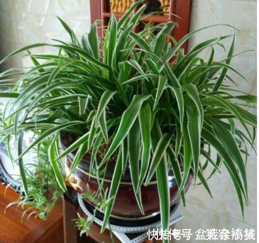 养花就养这几款,招财纳福,好运天天到,聪明人都在养