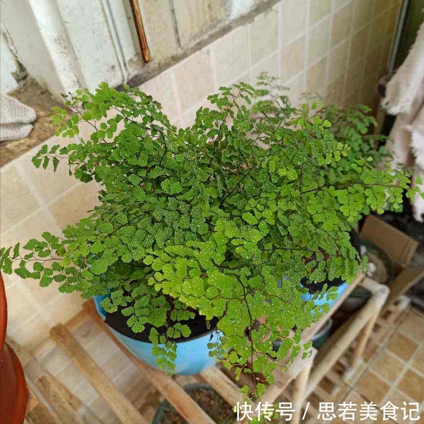 6种“洋气花”，厕所里养的旺，臭味吸光，卫生间变小花园