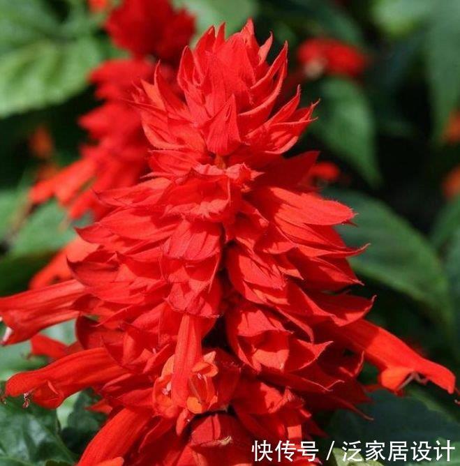 4种“高贵女王花”,比牡丹好看,年年开花不断,颇受大家的喜爱