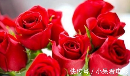 新手养花,不如养盆花中精品“卡罗拉”,花色红艳似火,惹人喜爱
