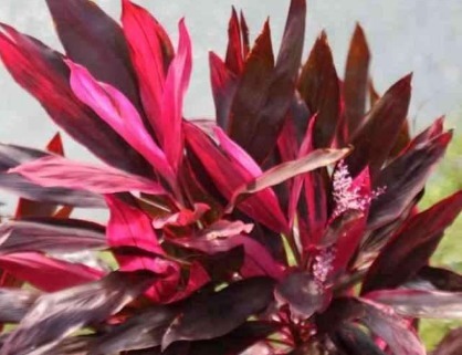 巴西木|红色的铁树是一种非常好的中药材,连花瓣和地下茎都是,你需要的