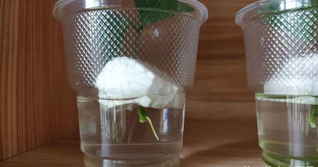 冬天扦插,用了这3种神器,成活率100%