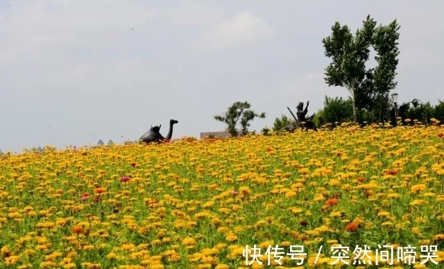 叶菊|这么惊艳的百日菊花海，约吗？